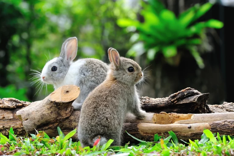 plantas tóxicas para coelhos